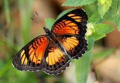 Junonia sophia