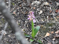 Orchis mascula