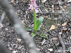 Orchis mascula