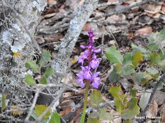 Orchis mascula