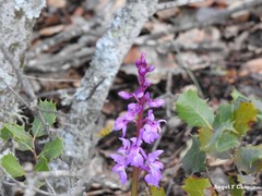 Orchis mascula