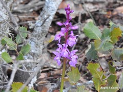 Orchis mascula