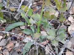 Orchis mascula
