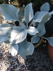Senecio candidans