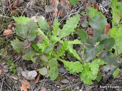 Carduus pycnocephalus