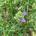 photo of Ground-ivy (Glechoma hederacea)