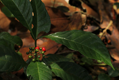 Psychotria kikwitensis