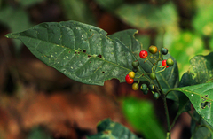 Psychotria kikwitensis