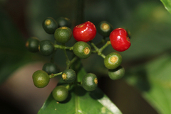 Psychotria kikwitensis
