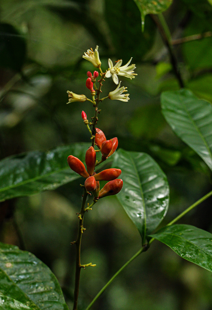 Quassia africana