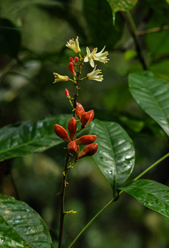 Quassia africana