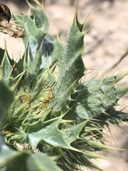 Argemone squarrosa squarrosa