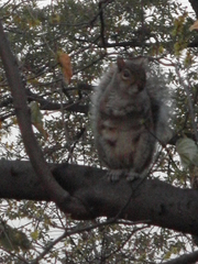 Sciurus carolinensis