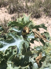 Argemone squarrosa squarrosa