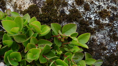 Gaultheria humifusa