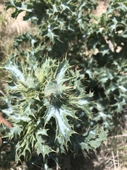 Argemone squarrosa squarrosa