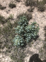 Argemone squarrosa squarrosa