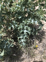 Argemone squarrosa squarrosa