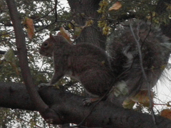 Sciurus carolinensis