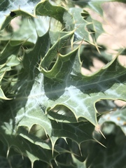 Argemone squarrosa squarrosa