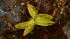 Pinguicula