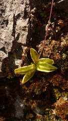 Pinguicula
