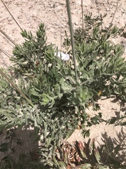 Oenothera cinerea cinerea