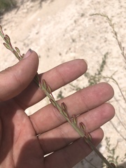 Oenothera cinerea cinerea