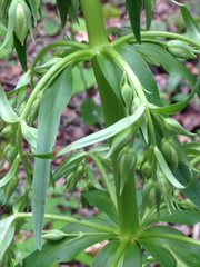 Frasera caroliniensis