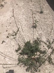 Oenothera cinerea cinerea