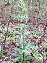 Frasera caroliniensis