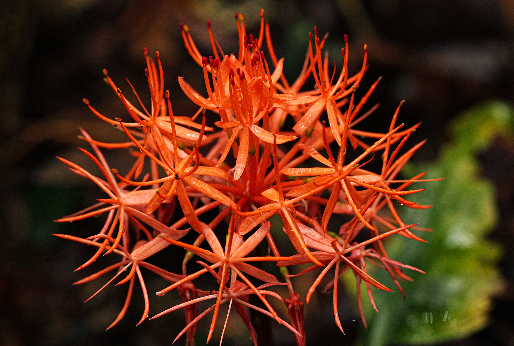Scadoxus