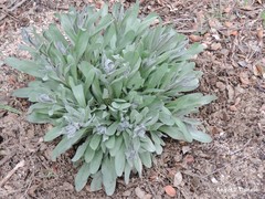 Cynoglossum cheirifolium