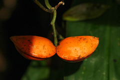 Tabernaemontana inconspicua