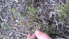 Chenolea diffusa