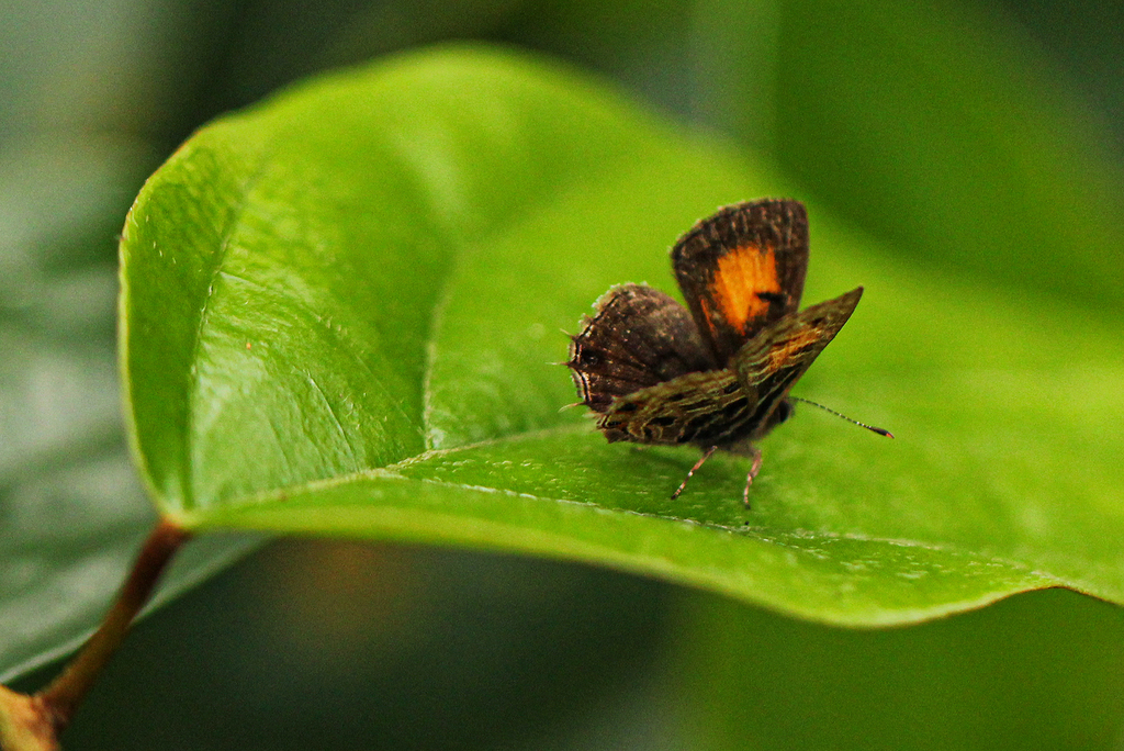 Triclema rufoplagata