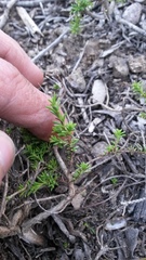 Chenolea diffusa