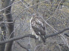 Buteo jamaicensis