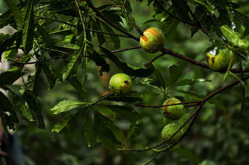 Tridesmostemon omphalocarpoides image