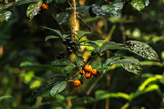 Vitex rubroaurantiaca