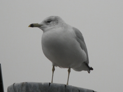 Larus delawarensis