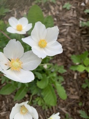 Anemonoides sylvestris