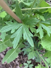 Anemonoides sylvestris