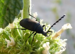 Pseudocistela pinguis