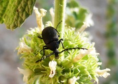 Pseudocistela pinguis