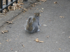 Sciurus carolinensis