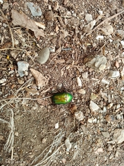 Protaetia cuprea cuprea