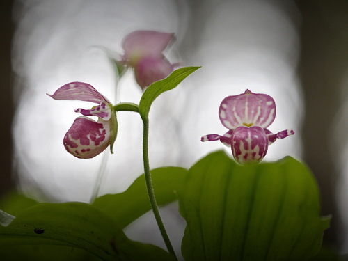 Cypripedium guttatum iNat (3)