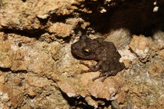 Craugastor yucatanensis