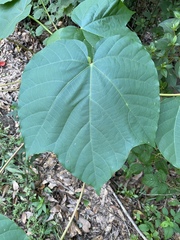Vernicia fordii